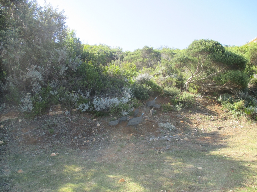 0 Bedroom Property for Sale in Dana Bay Western Cape